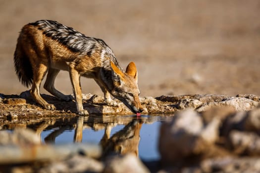 Black backed jackal drinking at waterhole in Kgalagadi transfrontier park, South Africa ; Specie Canis mesomelas family of Canidae