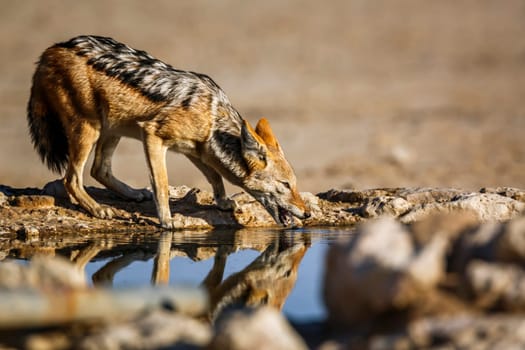 Black backed jackal drinking at waterhole in Kgalagadi transfrontier park, South Africa ; Specie Canis mesomelas family of Canidae
