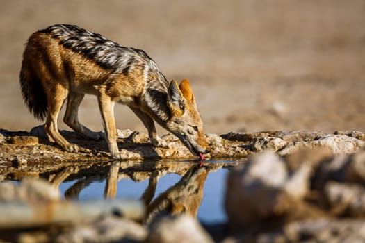 Black backed jackal drinking at waterhole in Kgalagadi transfrontier park, South Africa ; Specie Canis mesomelas family of Canidae