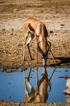 Springbok drinking in waterhole with reflection in Kgalagari transfrontier park, South Africa ; specie Antidorcas marsupialis family of Bovidae