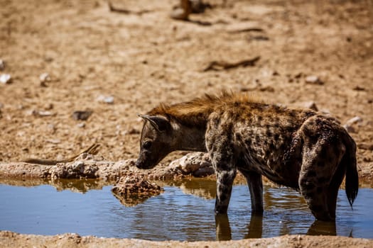 Spotted hyaena taking bath and drinking in waterhole in Kgalagadi transfrontier park, South Africa ; Specie Crocuta crocuta family of Hyaenidae