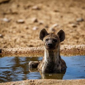 Spotted hyaena taking bath in waterhole in Kgalagadi transfrontier park, South Africa ; Specie Crocuta crocuta family of Hyaenidae