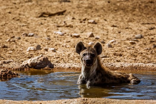 Spotted hyaena taking bath in waterhole in Kgalagadi transfrontier park, South Africa ; Specie Crocuta crocuta family of Hyaenidae