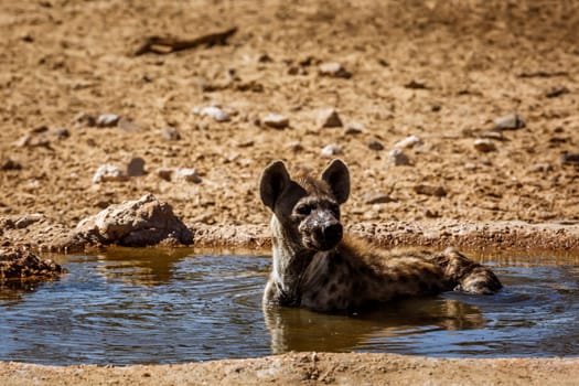 Spotted hyaena taking bath in waterhole in Kgalagadi transfrontier park, South Africa ; Specie Crocuta crocuta family of Hyaenidae