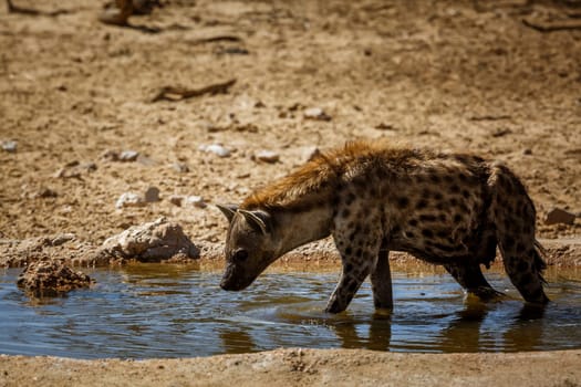 Spotted hyaena taking bath in waterhole in Kgalagadi transfrontier park, South Africa ; Specie Crocuta crocuta family of Hyaenidae