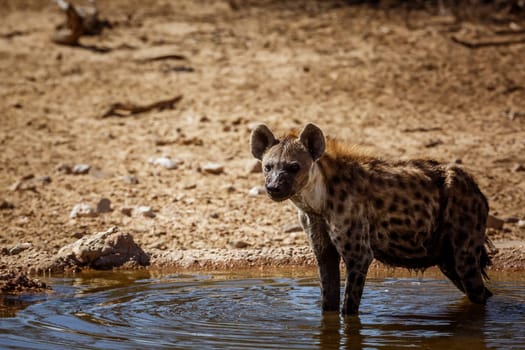 Spotted hyaena taking bath in waterhole in Kgalagadi transfrontier park, South Africa ; Specie Crocuta crocuta family of Hyaenidae