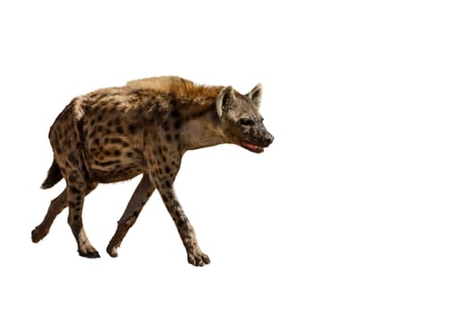 Spotted hyaena walking front view isolated in whte background in Kgalagadi transfrontier park, South Africa ; Specie Crocuta crocuta family of Hyaenidae