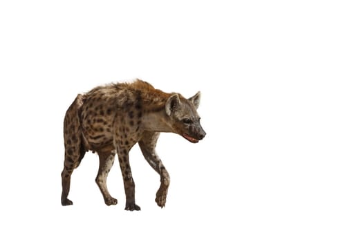 Spotted hyaena walking front view isolated in whte background in Kgalagadi transfrontier park, South Africa ; Specie Crocuta crocuta family of Hyaenidae