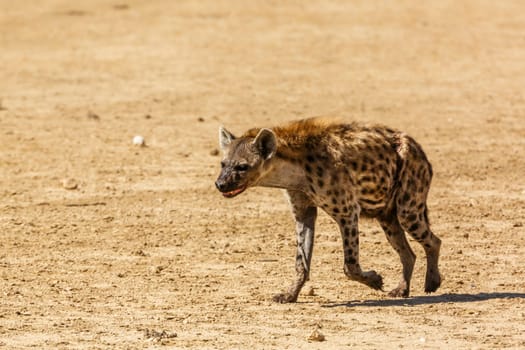 Spotted hyaena walking front view in desert land in Kgalagadi transfrontier park, South Africa ; Specie Crocuta crocuta family of Hyaenidae