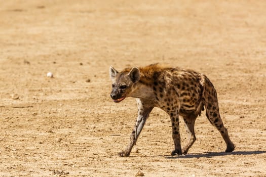 Spotted hyaena walking front view in desert land in Kgalagadi transfrontier park, South Africa ; Specie Crocuta crocuta family of Hyaenidae