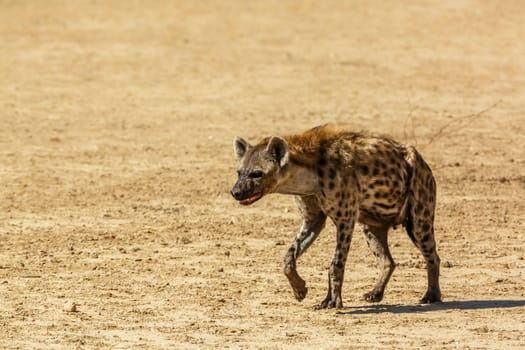 Spotted hyaena walking front view in desert land in Kgalagadi transfrontier park, South Africa ; Specie Crocuta crocuta family of Hyaenidae