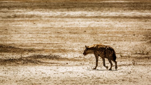 Spotted hyaena walking in desert land in Kgalagadi transfrontier park, South Africa ; Specie Crocuta crocuta family of Hyaenidae