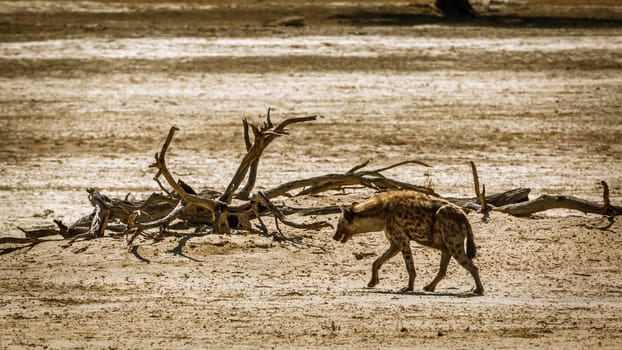 Spotted hyaena walking in desert land in Kgalagadi transfrontier park, South Africa ; Specie Crocuta crocuta family of Hyaenidae