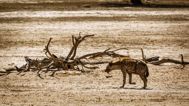 Spotted hyaena walking in desert land in Kgalagadi transfrontier park, South Africa ; Specie Crocuta crocuta family of Hyaenidae