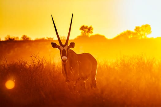 South African Oryx standing front view in front of sunset in Kgalagadi transfrontier park, South Africa; specie Oryx gazella family of Bovidae