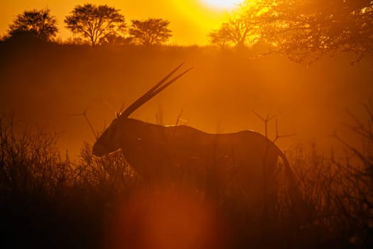 South African Oryx walking at sunset in Kgalagadi transfrontier park, South Africa; specie Oryx gazella family of Bovidae