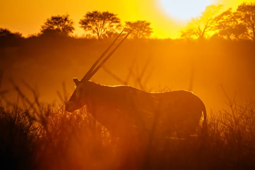 South African Oryx walking at sunset in Kgalagadi transfrontier park, South Africa; specie Oryx gazella family of Bovidae