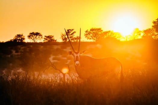 South African Oryx standing front view in front of sunset in Kgalagadi transfrontier park, South Africa; specie Oryx gazella family of Bovidae