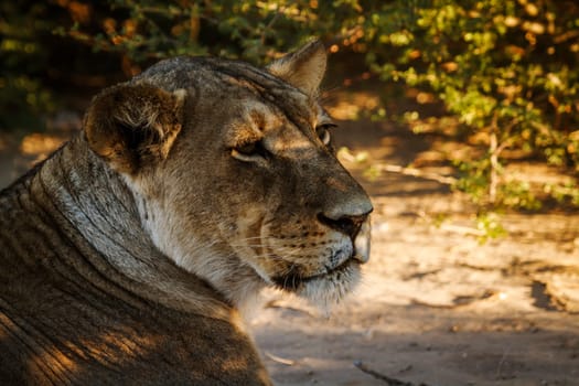 African lioness portrait in Kgalagadi transfrontier park, South Africa; Specie panthera leo family of felidae