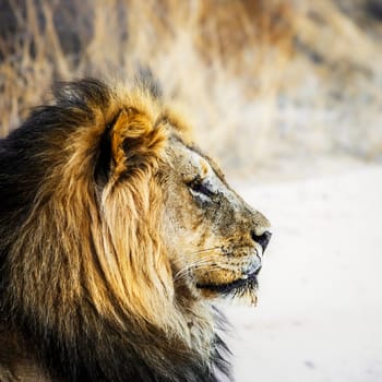 African lion male black mane portrait in Kgalagadi transfrontier park, South Africa; Specie panthera leo family of felidae