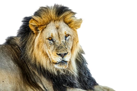 African lion male black mane portrait isolated in white background in Kgalagadi transfrontier park, South Africa; Specie panthera leo family of felidae