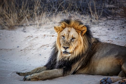 Majestic African lion male lying down on sand safari road in Kgalagadi transfrontier park, South Africa; Specie panthera leo family of felidae