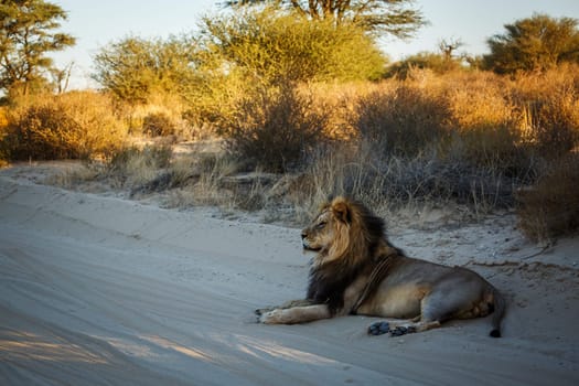 Majestic African lion male lying down on sand safari road in Kgalagadi transfrontier park, South Africa; Specie panthera leo family of felidae