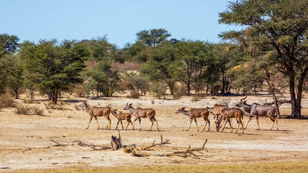 Small group of Greater kudu in dry land in Kglagadi transfrontier park, South Africa ; Specie Tragelaphus strepsiceros family of Bovidae