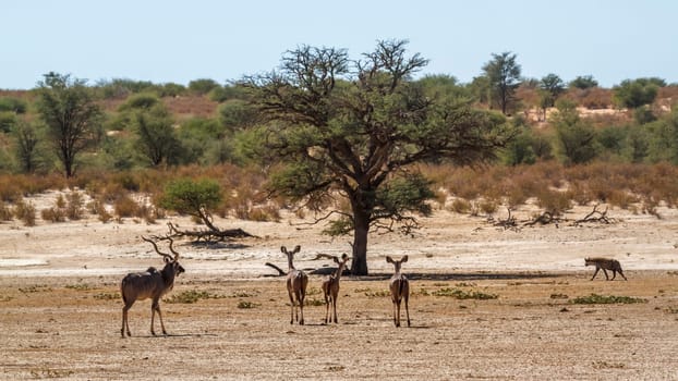 Greater kudu in alert watching spotted hyena walking by in Kglagadi transfrontier park, South Africa ; Specie Tragelaphus strepsiceros family of Bovidae