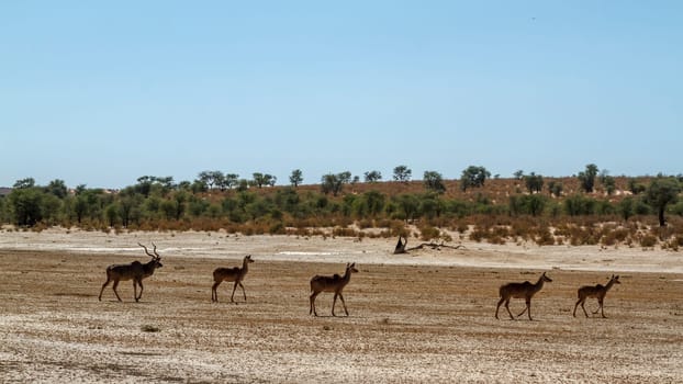 Small group of Greater kudu in dry land in Kglagadi transfrontier park, South Africa ; Specie Tragelaphus strepsiceros family of Bovidae