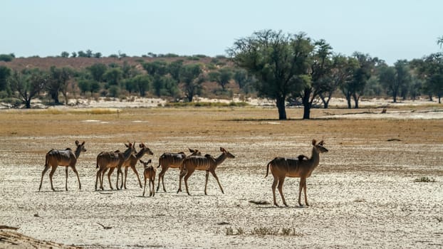 Small group of Greater kudu in dry land in Kglagadi transfrontier park, South Africa ; Specie Tragelaphus strepsiceros family of Bovidae