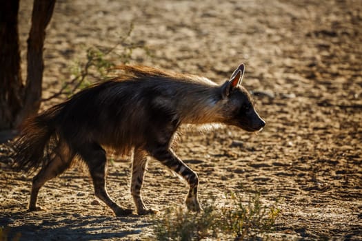 brown hyena walking in dry land in Kgalagadi transfrontier park, South Africa; specie Parahyaena brunnea family of Hyaenidae