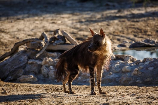 Brown hyena standing in alert at waterhole in Kgalagadi transfrontier park, South Africa; specie Parahyaena brunnea family of Hyaenidae