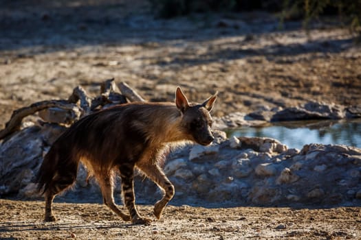 Brown hyena walking at waterhole in Kgalagadi transfrontier park, South Africa; specie Parahyaena brunnea family of Hyaenidae