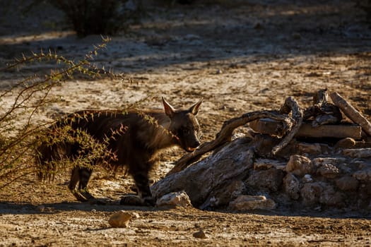 Brown hyena drinking at waterhole in Kgalagadi transfrontier park, South Africa; specie Parahyaena brunnea family of Hyaenidae