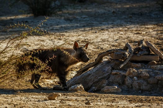 Brown hyena drinking at waterhole in Kgalagadi transfrontier park, South Africa; specie Parahyaena brunnea family of Hyaenidae