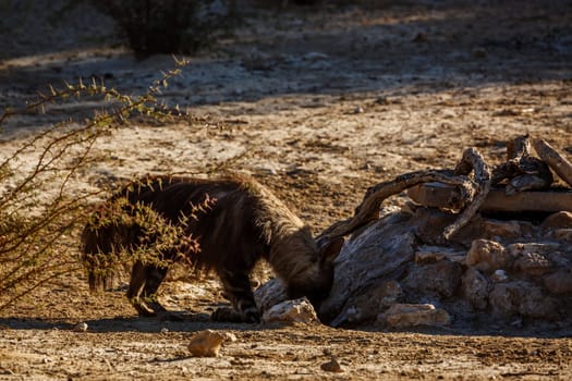 Brown hyena drinking at waterhole in Kgalagadi transfrontier park, South Africa; specie Parahyaena brunnea family of Hyaenidae