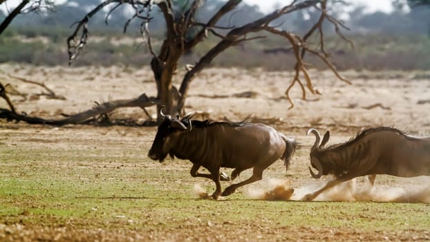 Two Blue wildebeest running out in dry land in Kgalagadi transfrontier park, South Africa ; Specie Connochaetes taurinus family of Bovidae