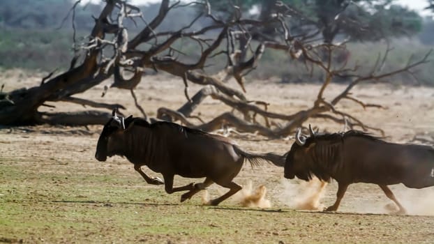 Two Blue wildebeest running out in dry land in Kgalagadi transfrontier park, South Africa ; Specie Connochaetes taurinus family of Bovidae