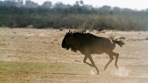 Blue wildebeest running side view in dry land in Kgalagadi transfrontier park, South Africa ; Specie Connochaetes taurinus family of Bovidae