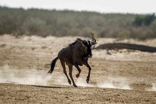 Blue wildebeest running front view in dry land in Kgalagadi transfrontier park, South Africa ; Specie Connochaetes taurinus family of Bovidae