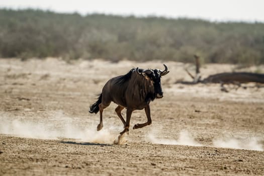 Blue wildebeest running front view in dry land in Kgalagadi transfrontier park, South Africa ; Specie Connochaetes taurinus family of Bovidae