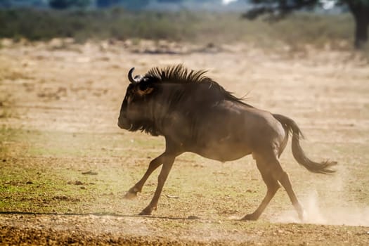 Blue wildebeest running side view in dry land in Kgalagadi transfrontier park, South Africa ; Specie Connochaetes taurinus family of Bovidae