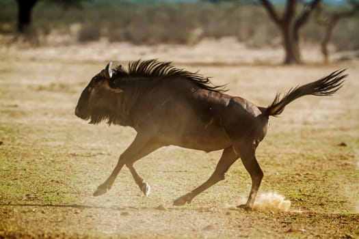 Blue wildebeest running side view in dry land in Kgalagadi transfrontier park, South Africa ; Specie Connochaetes taurinus family of Bovidae