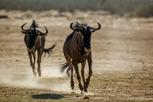 Two Blue wildebeest running out front view in dry land in Kgalagadi transfrontier park, South Africa ; Specie Connochaetes taurinus family of Bovidae