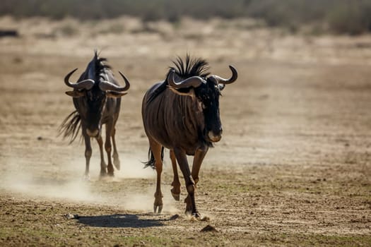 Two Blue wildebeest running out front view in dry land in Kgalagadi transfrontier park, South Africa ; Specie Connochaetes taurinus family of Bovidae