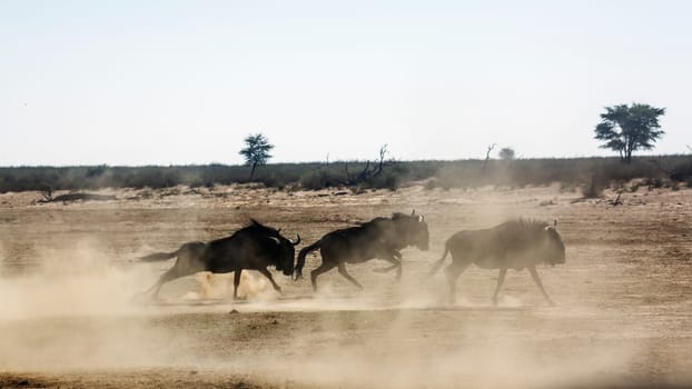 Three Blue wildebeest running out in dry land in Kgalagadi transfrontier park, South Africa ; Specie Connochaetes taurinus family of Bovidae