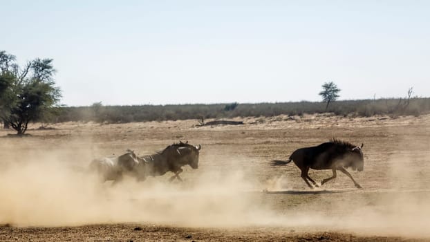 Three Blue wildebeest running out in dry land in Kgalagadi transfrontier park, South Africa ; Specie Connochaetes taurinus family of Bovidae