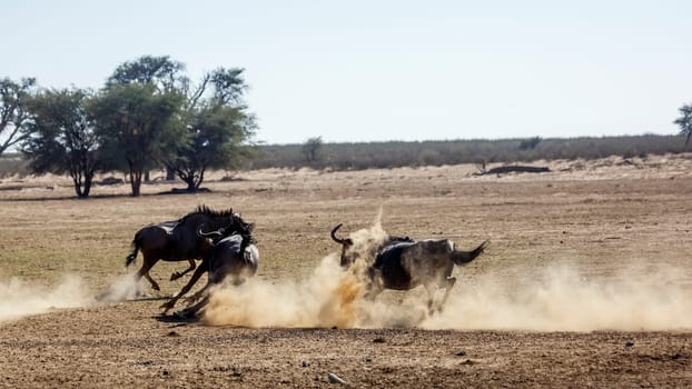 Three Blue wildebeest running out in dry land in Kgalagadi transfrontier park, South Africa ; Specie Connochaetes taurinus family of Bovidae