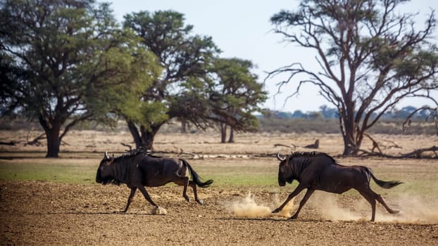 Two Blue wildebeest running out in dry land in Kgalagadi transfrontier park, South Africa ; Specie Connochaetes taurinus family of Bovidae